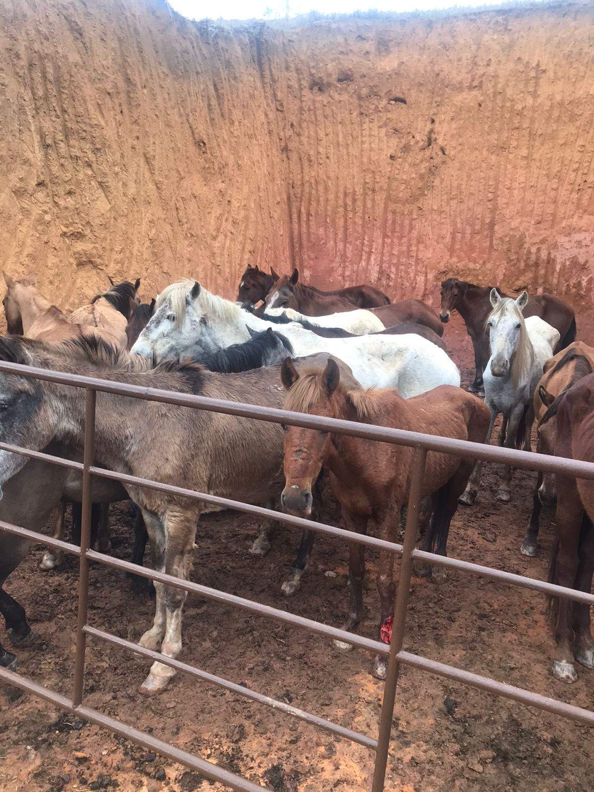 Polícia fecha abatedouro clandestino de cavalos que abastecia