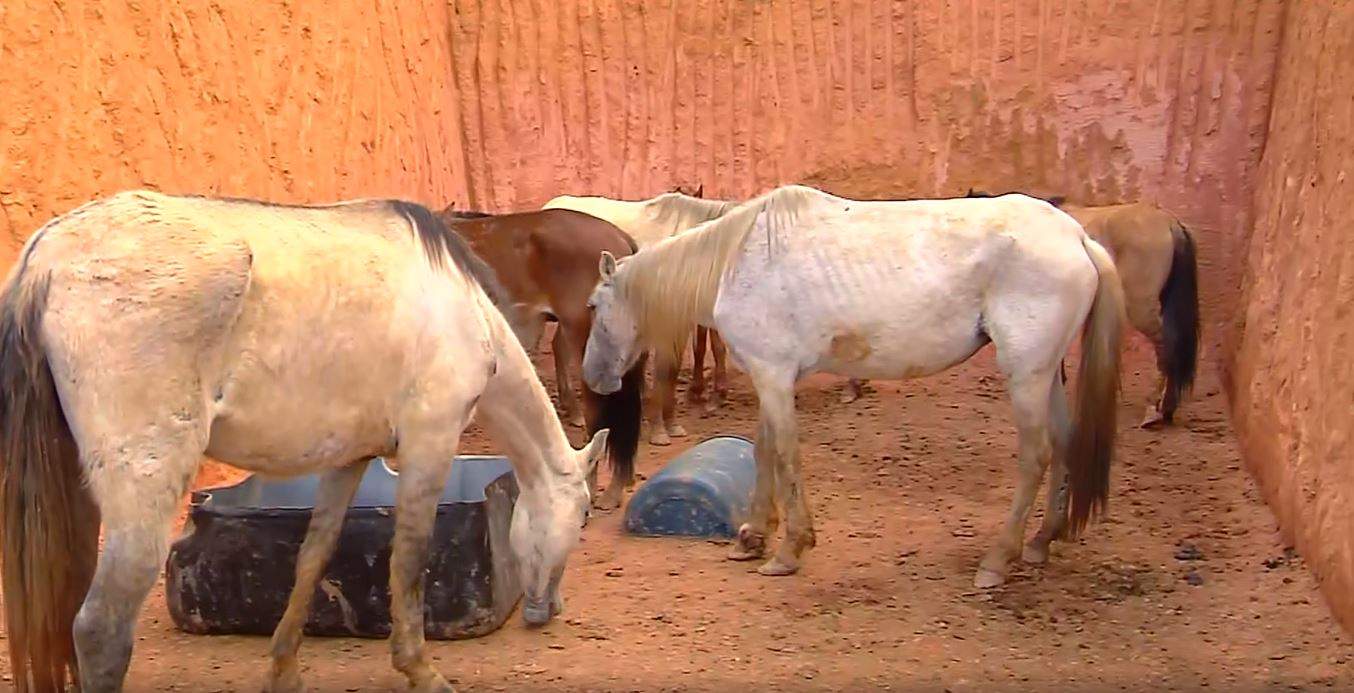 Cavalos sobreviventes abatedouro clandestino são resgatados pela PAC e  SOAMA – SOAMA