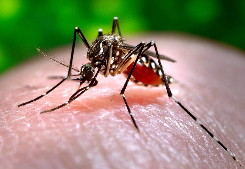 La cepa de dengue más extendida en el mundo se encuentra en Brasil