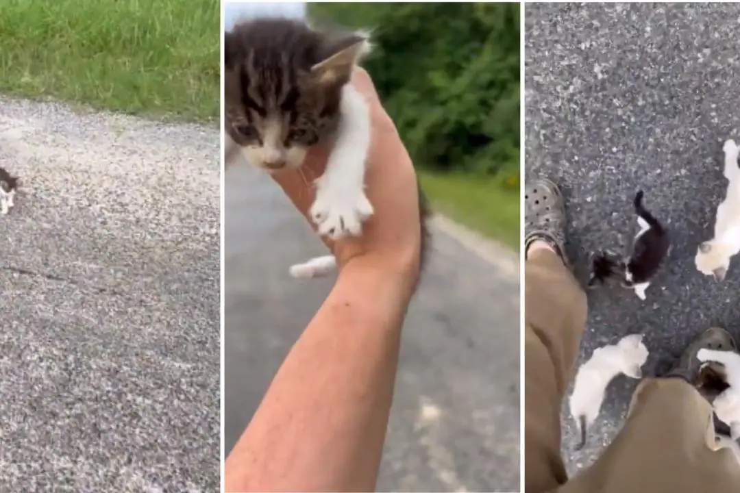 Vídeo: conheça gato com dois narizes resgatado na Inglaterra