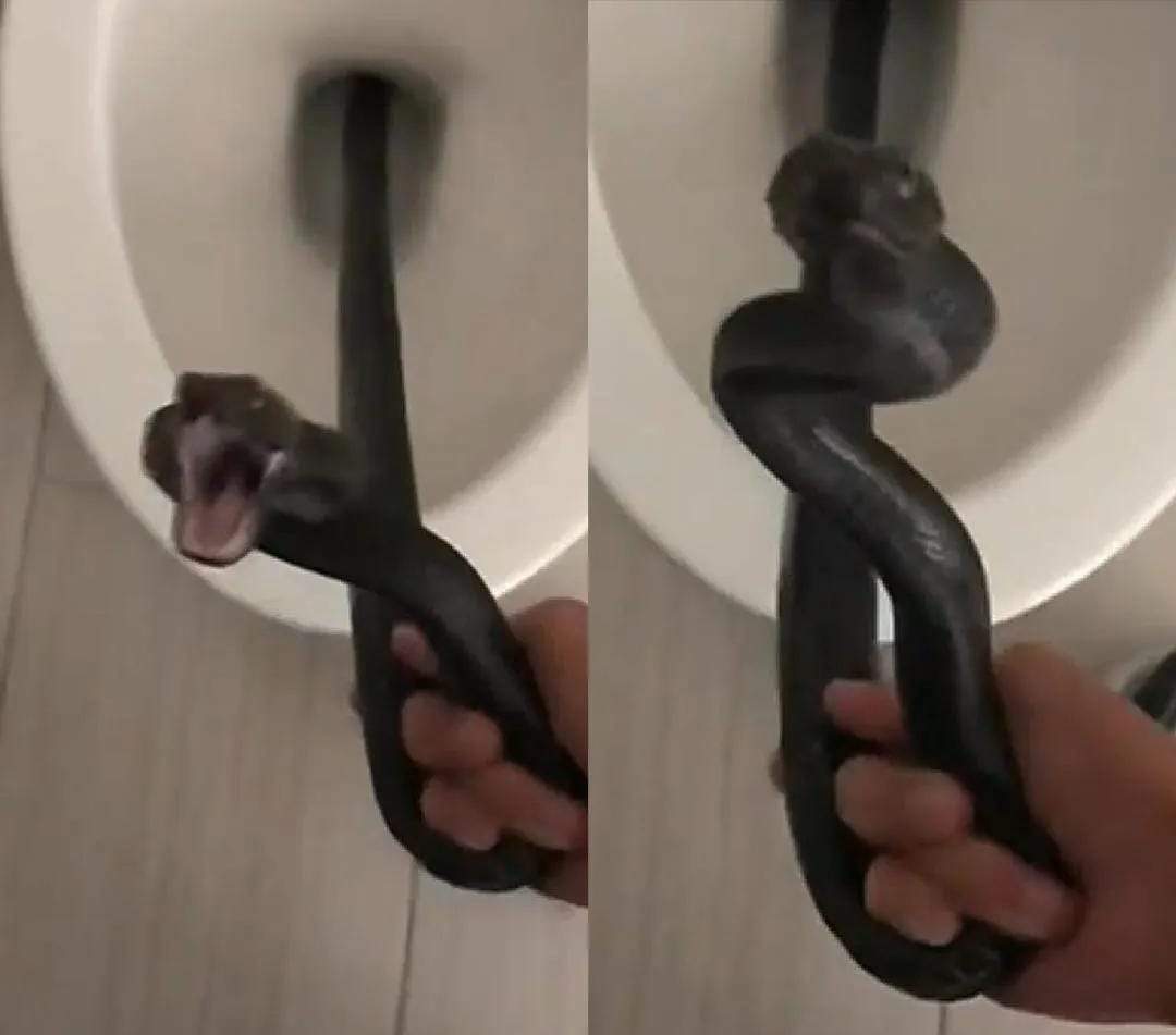 Serpente mais mortal da Austrália é encontrada no quarto de, ok