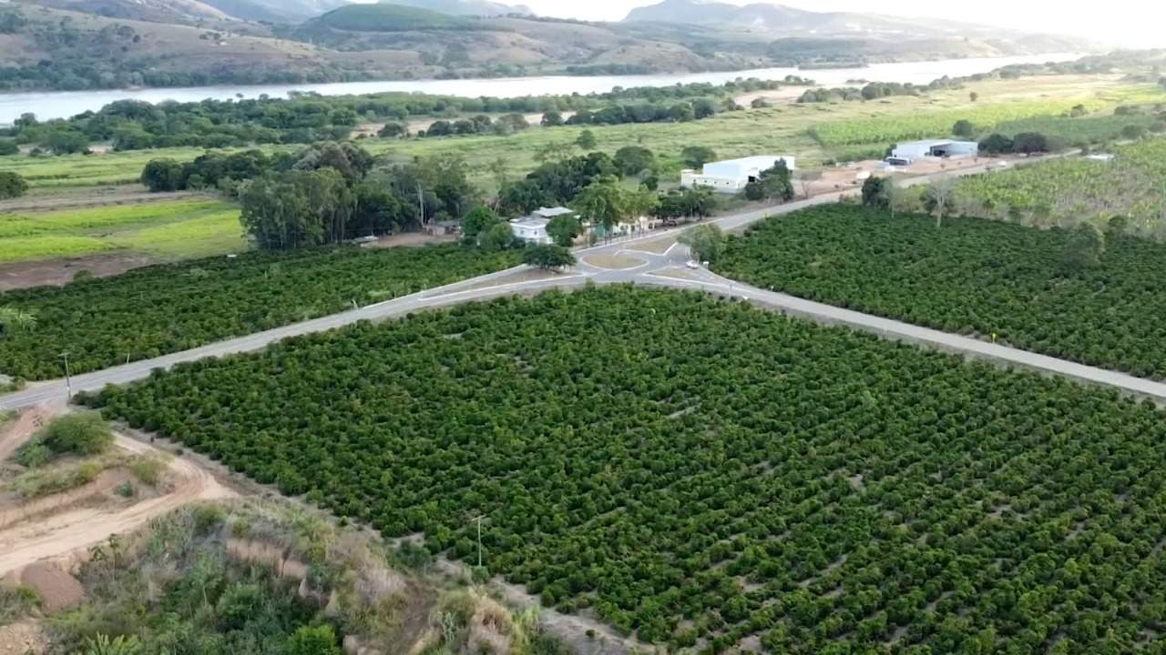 Jornal do Campo ES  Colheita do café conillon começa em breve