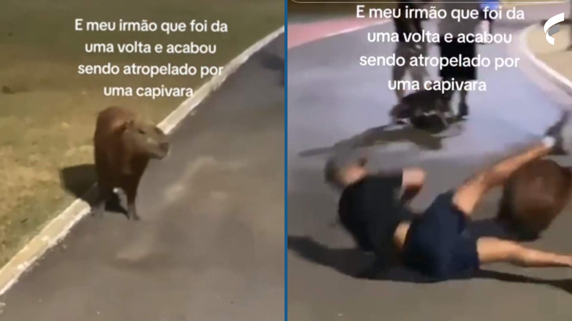 vídeos de capivara｜Pesquisa do TikTok