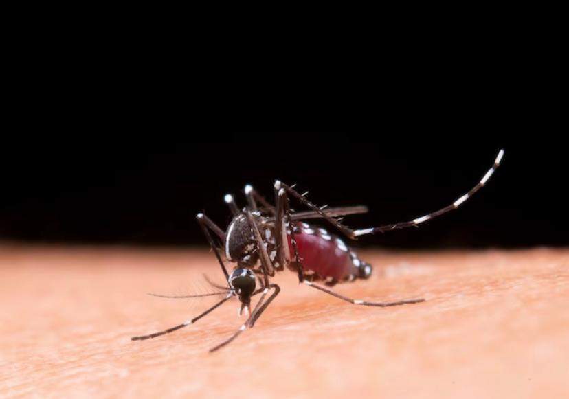 Inner municipalities drive dengue cases in ES