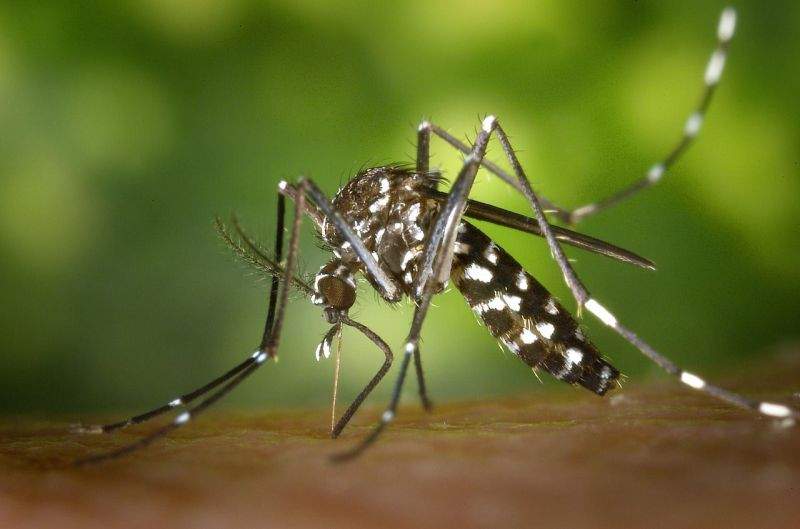 Obtenga más información sobre Aedes aegypti y la prevención de enfermedades