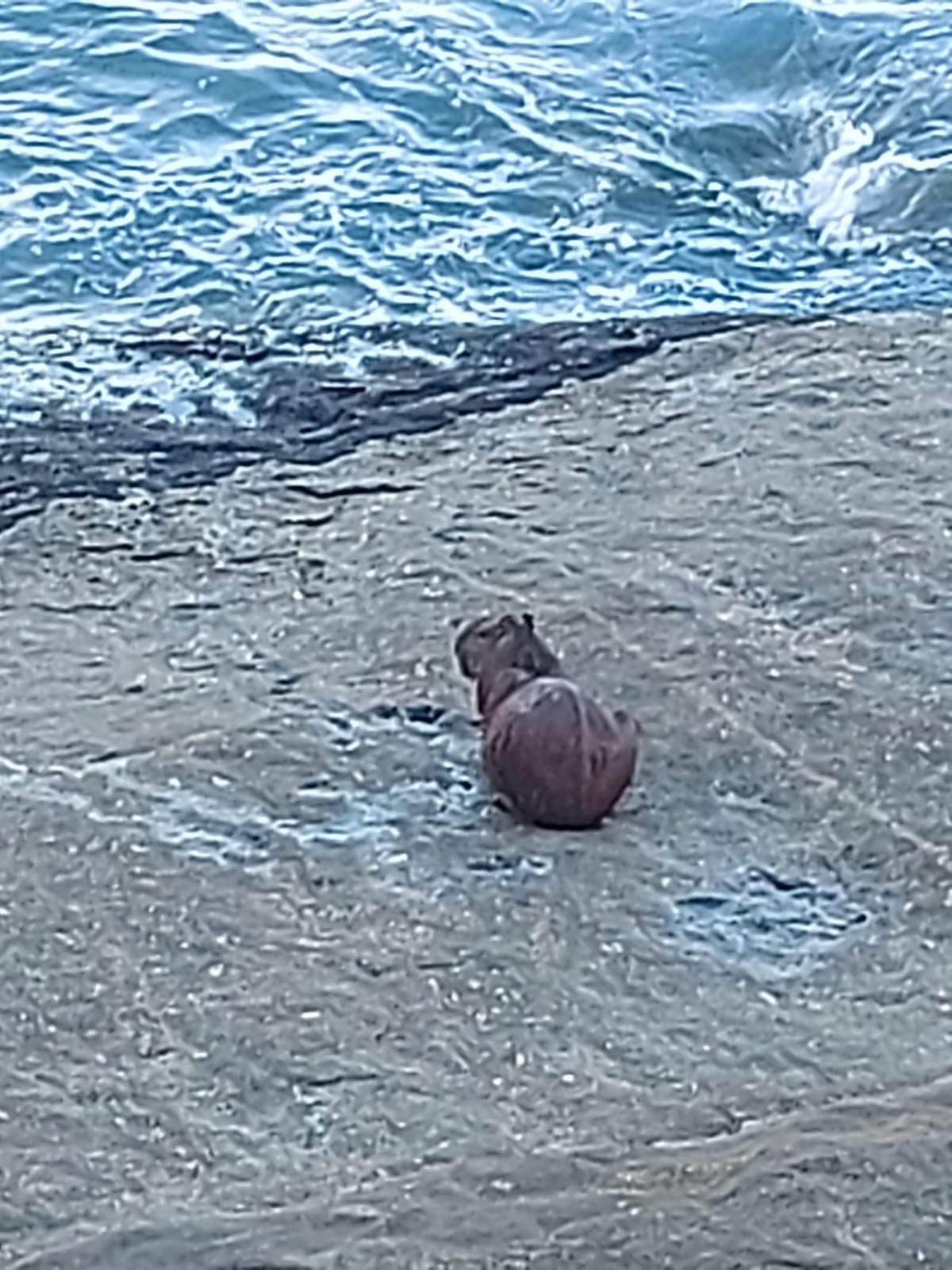 Vídeo mostra capivara se refrescando na praia de Santa Clara