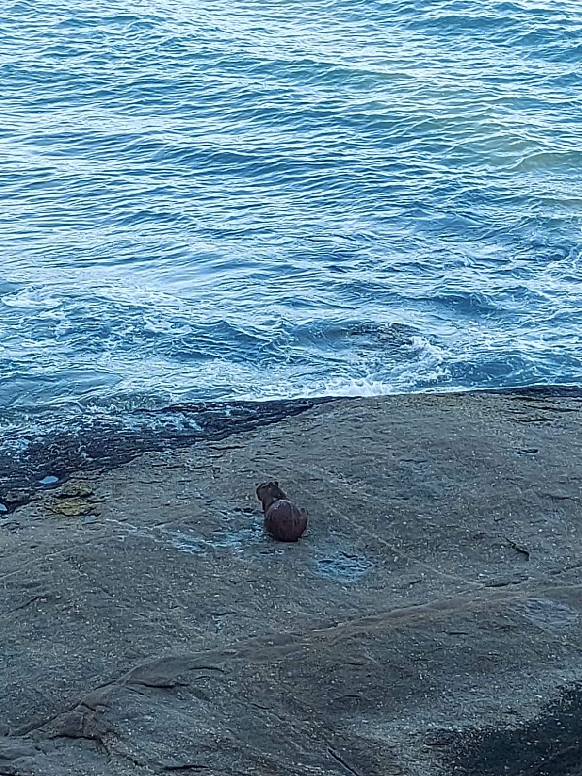 Vídeo mostra capivara se refrescando na praia de Santa Clara