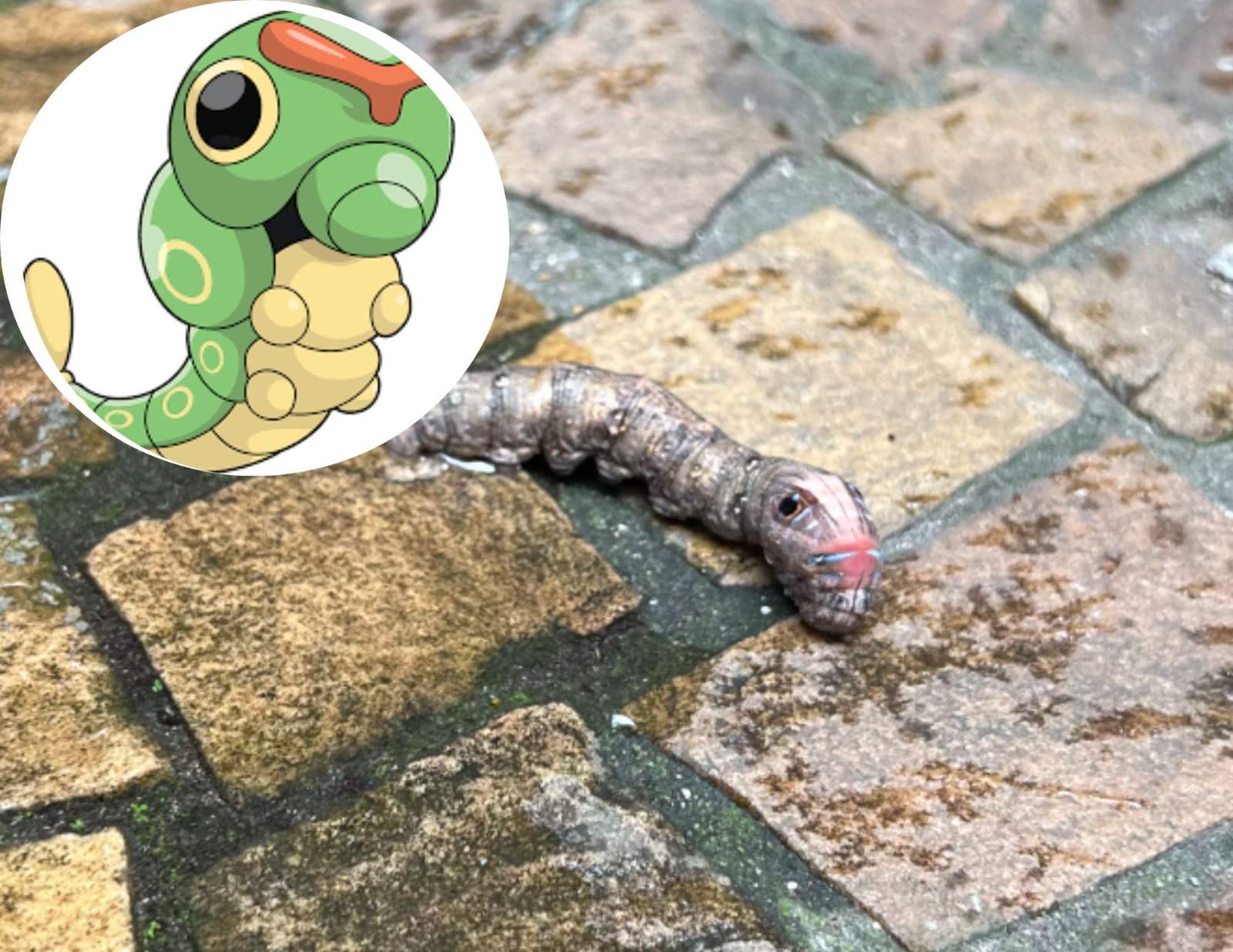 Veja animais e plantas que inspiraram a criação de Pokémon