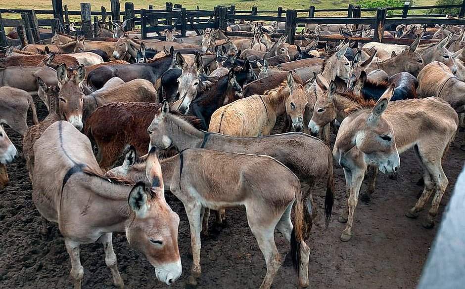 Burros que seriam abatidos em frigorífico de MG morrem após