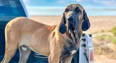 Cachorro de raça brasileira tem a mordida mais forte do mundo; saiba qual