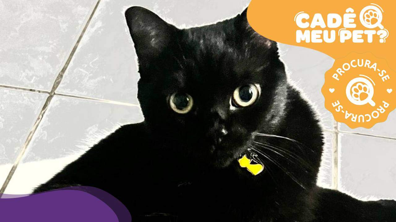 Conheça o jogo onde você é um gato preto perdido numa cidade grande