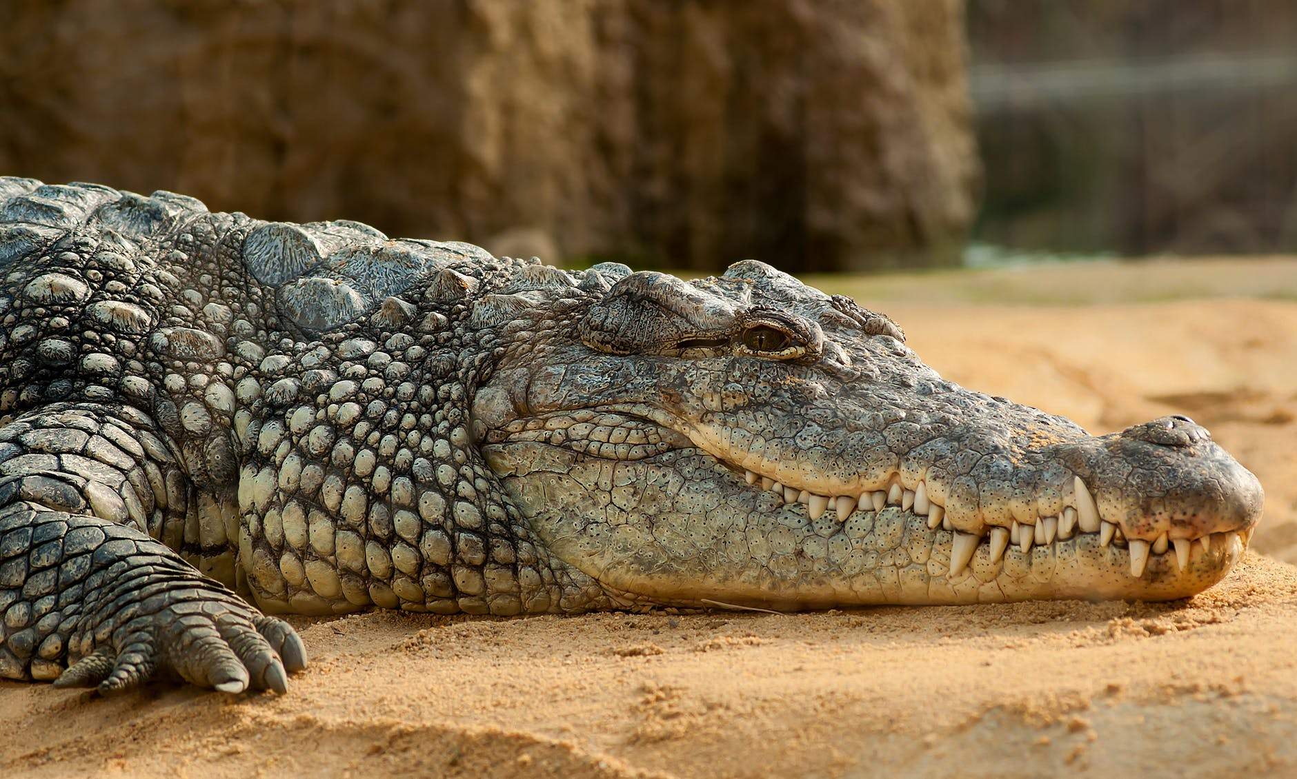 Cientistas acham nova espécie de crocodilo gigante
