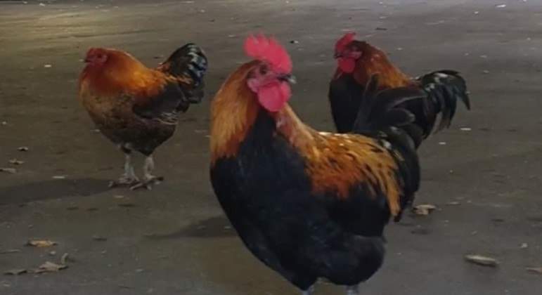 Ein Ehepaar verklagt einen Nachbarn wegen eines Hahns, der 200 Mal am Tag kräht