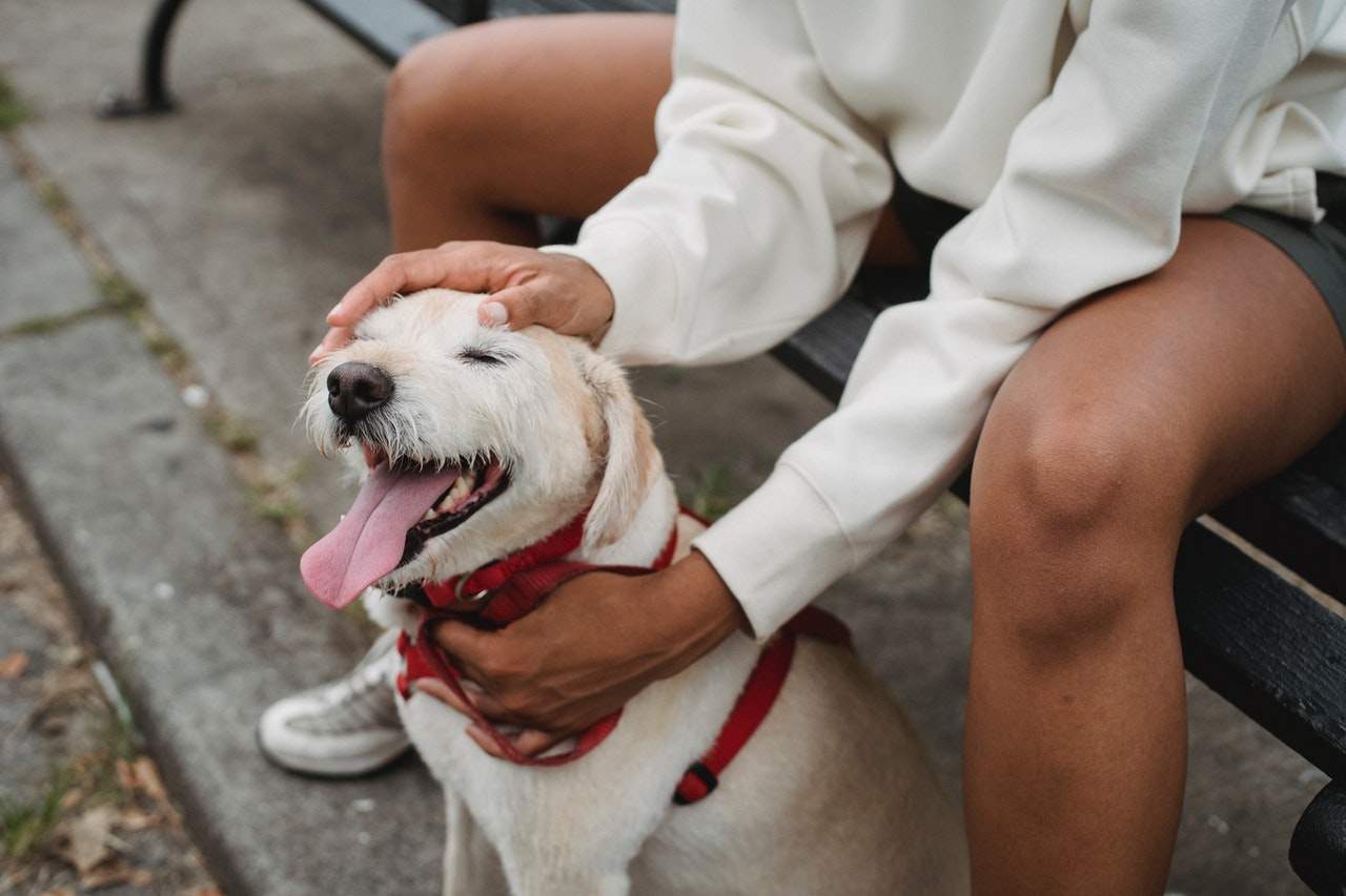 Cio Canino: o que é e o que acontece com a sua cadelinha?