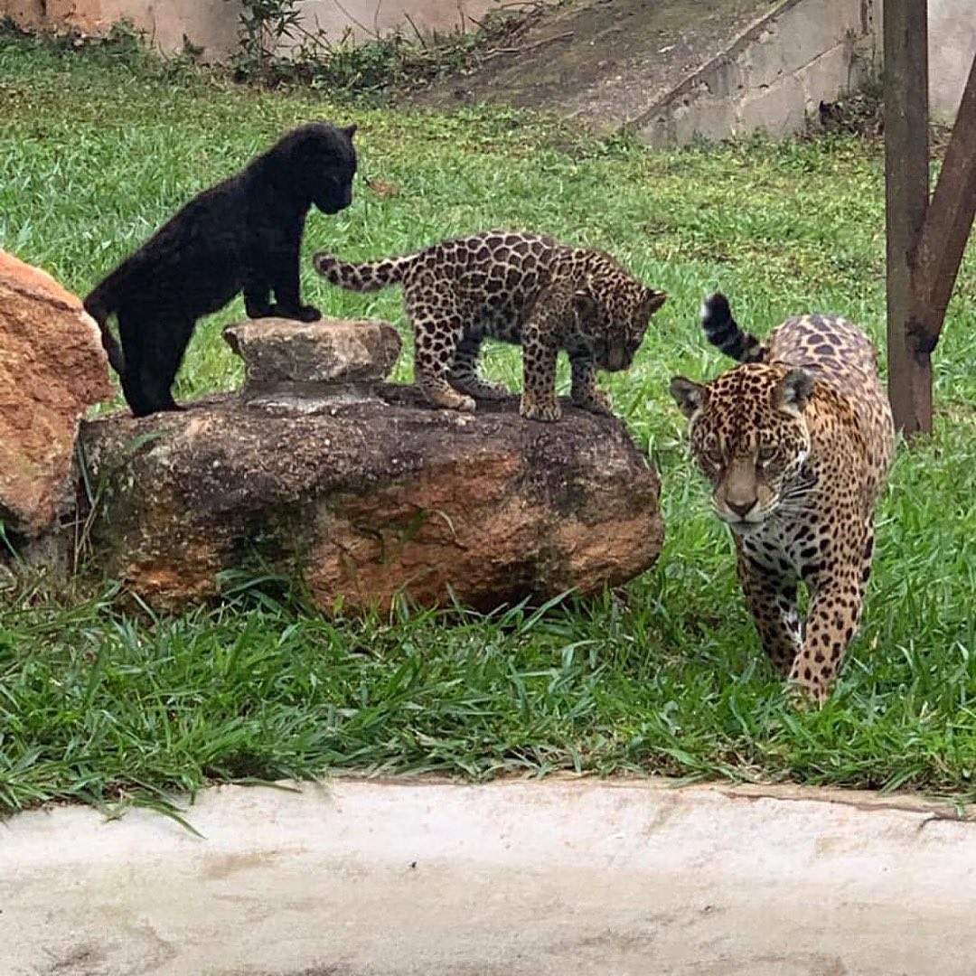 Cerrado brasileiro receberá santuário para preservação de felinos  selvagens - 02/11/2017 - UOL Notícias