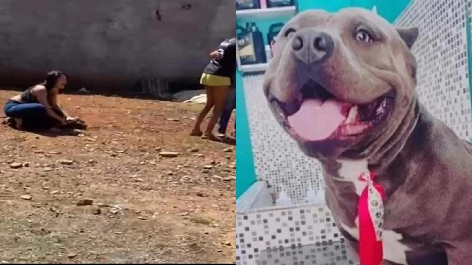 Cachorro da raça american bully é morto com tiro na cabeça em operação  policial